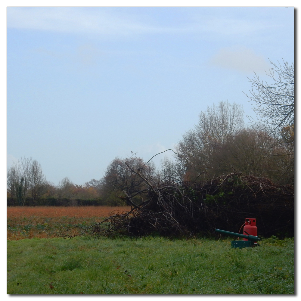 Deer in the fields, 