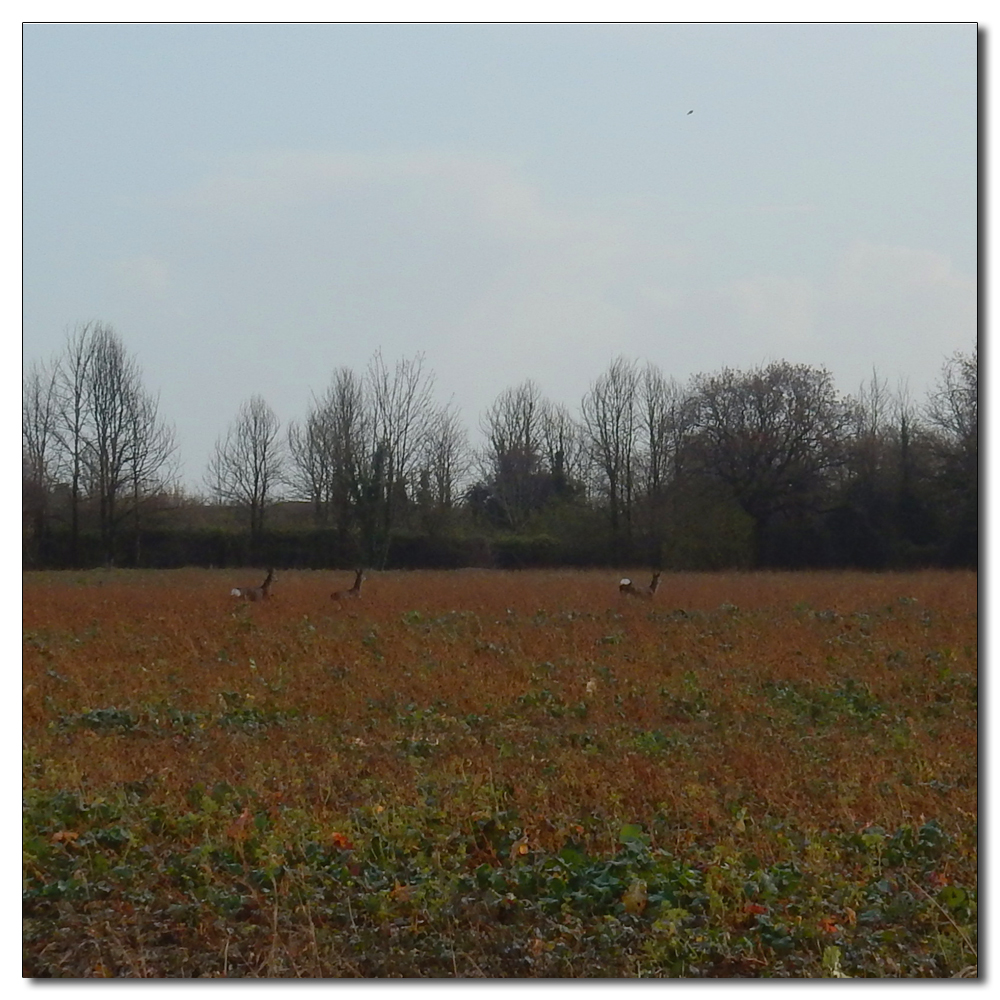 Deer in the fields, 