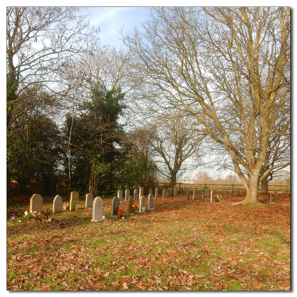 Deer in the fields, 