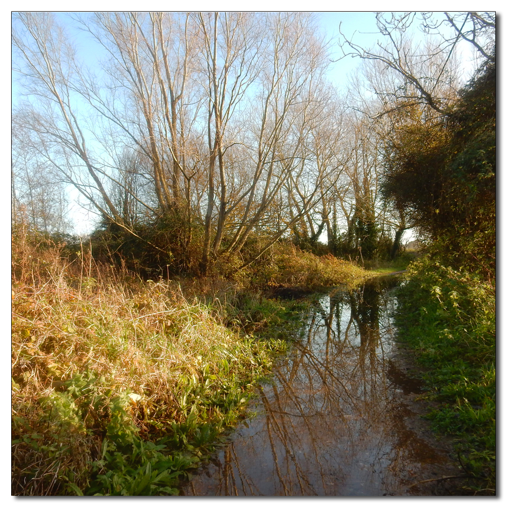 Heron on the Channel, Saltern Way under water