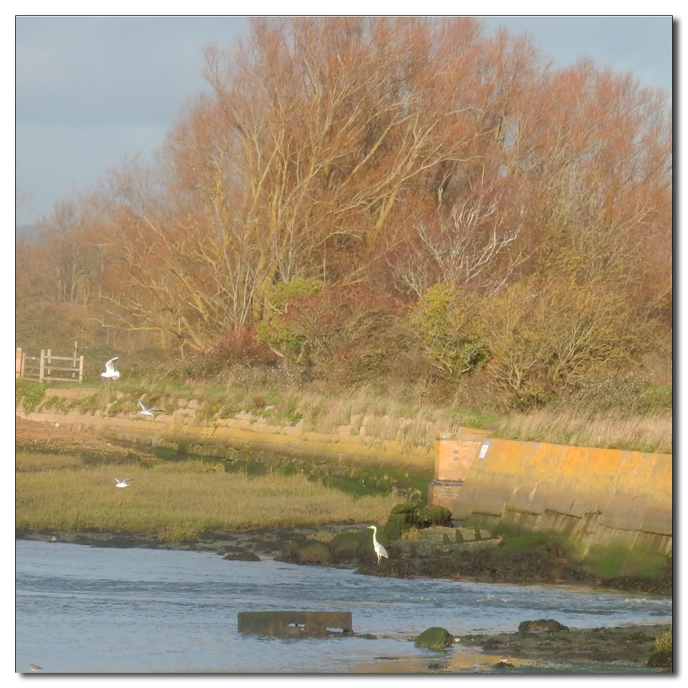 Heron on the Channel, 