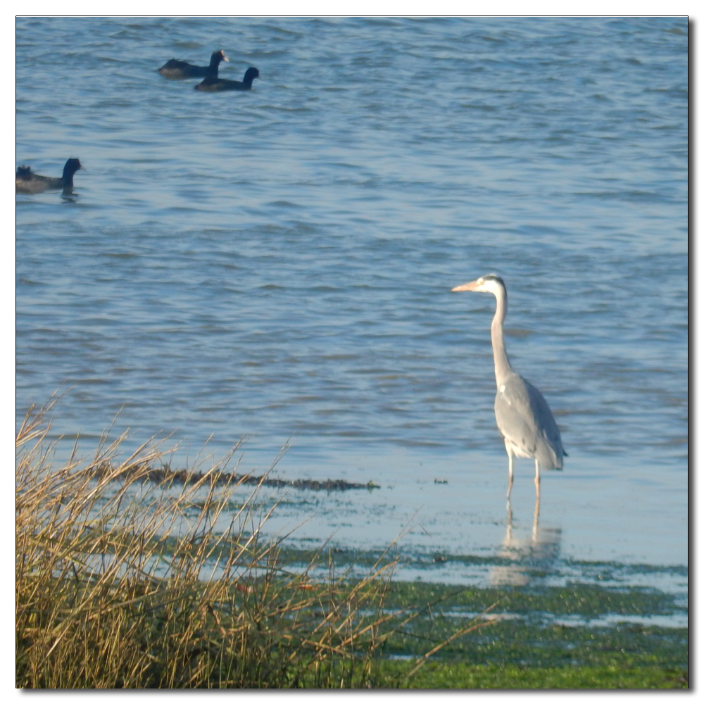 Heron on the Channel, Grey heron