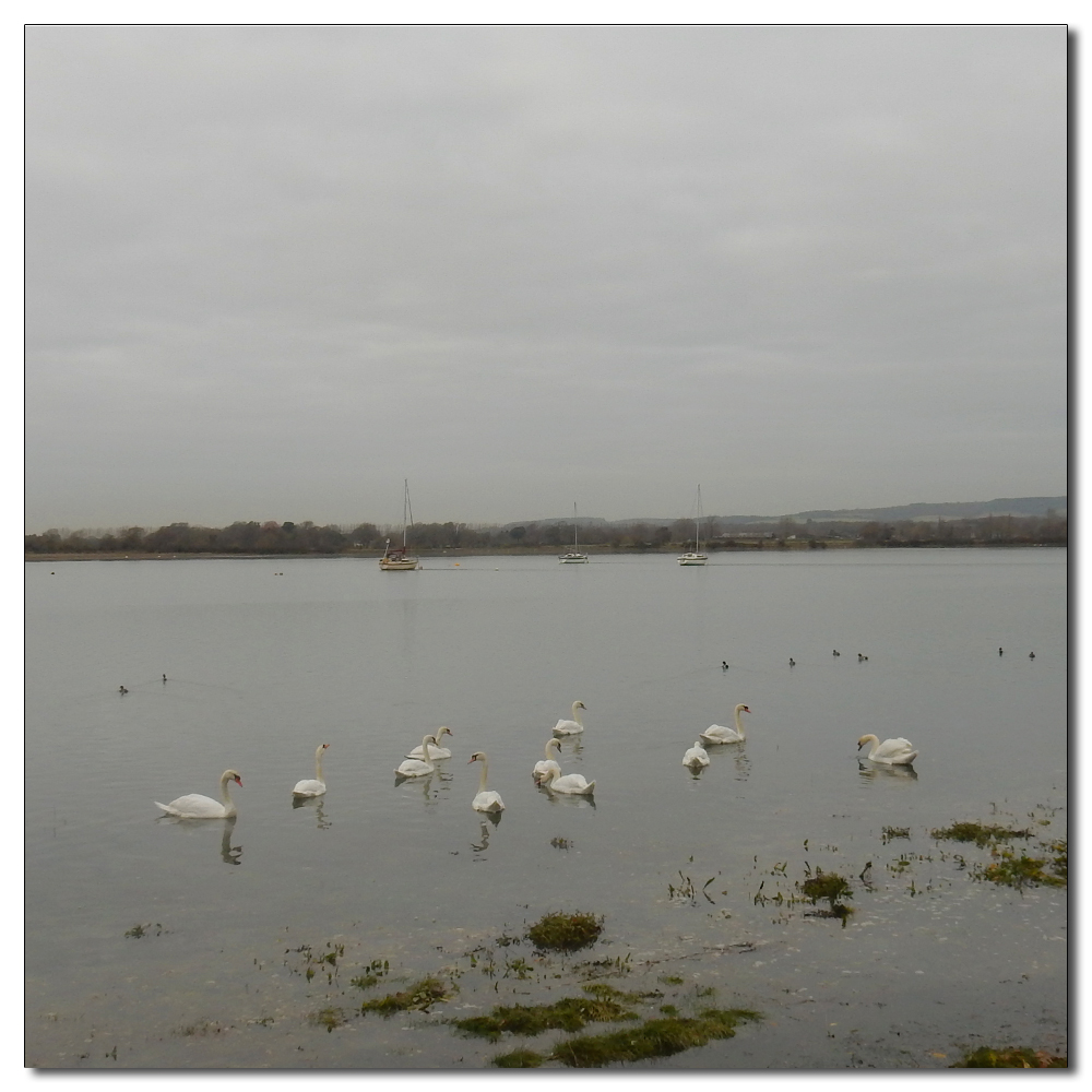 All still on the Fishbourne Channel, 