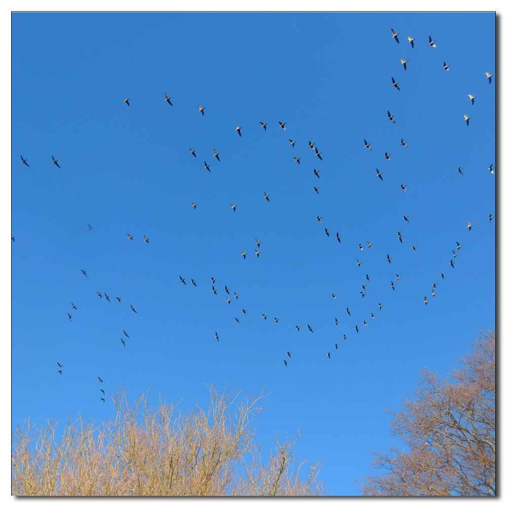 Brent Geese Return, 