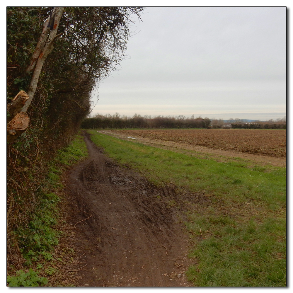 Deer Spotting, A dry path