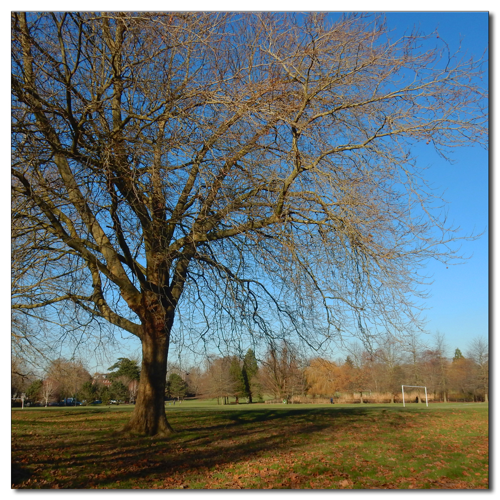 Horsham Park in the sun, 