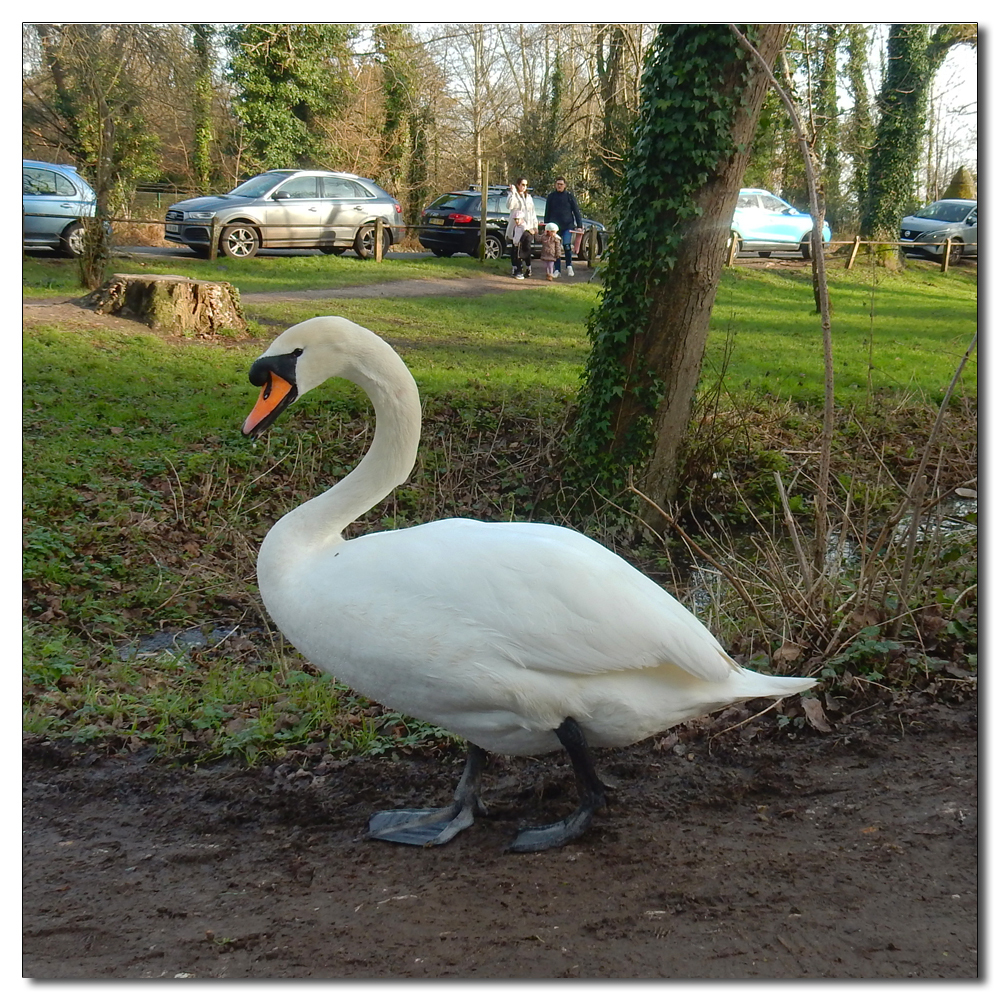 Arundel Park loop, 