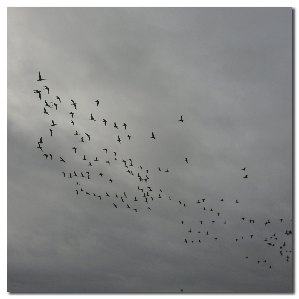 Brent Geese over Fishbourne, 