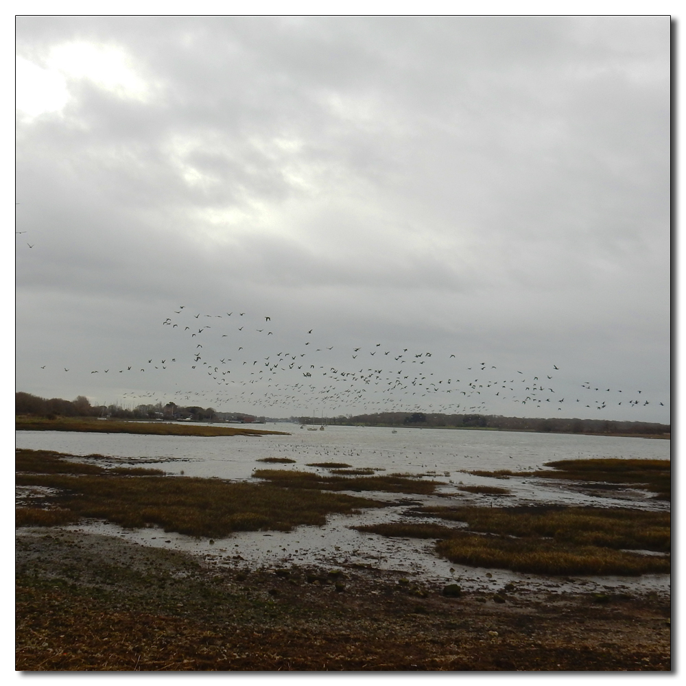 Brent Geese over Fishbourne, 