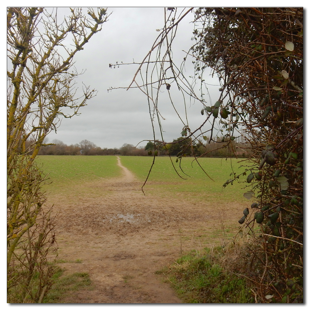 Brent Geese over Fishbourne, 