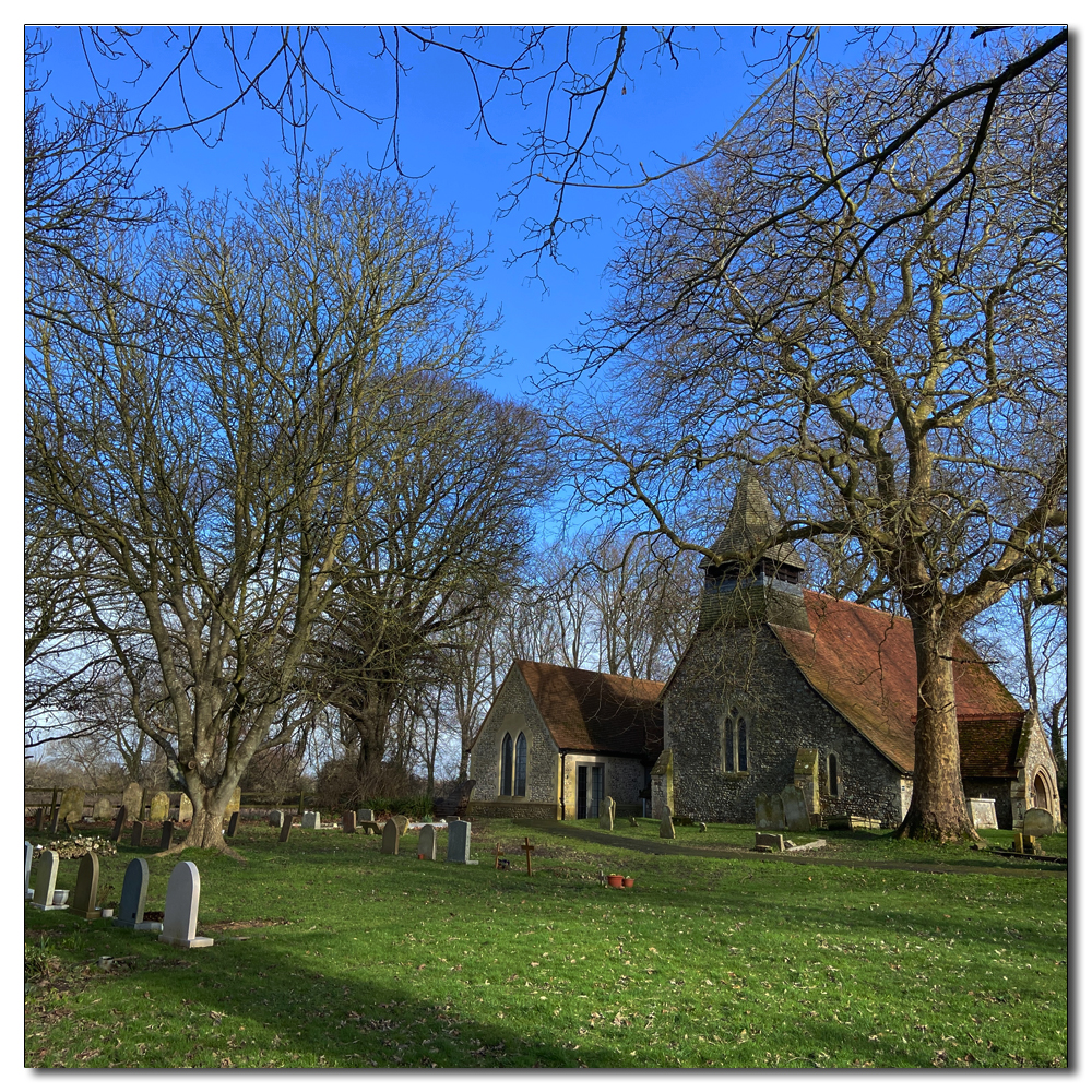 Daffodils in the church yard, 