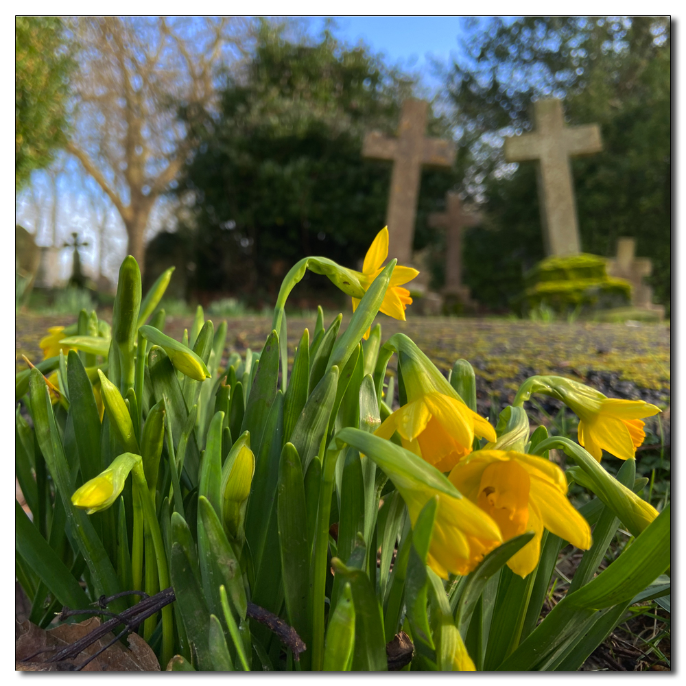 Daffodils in the church yard, 