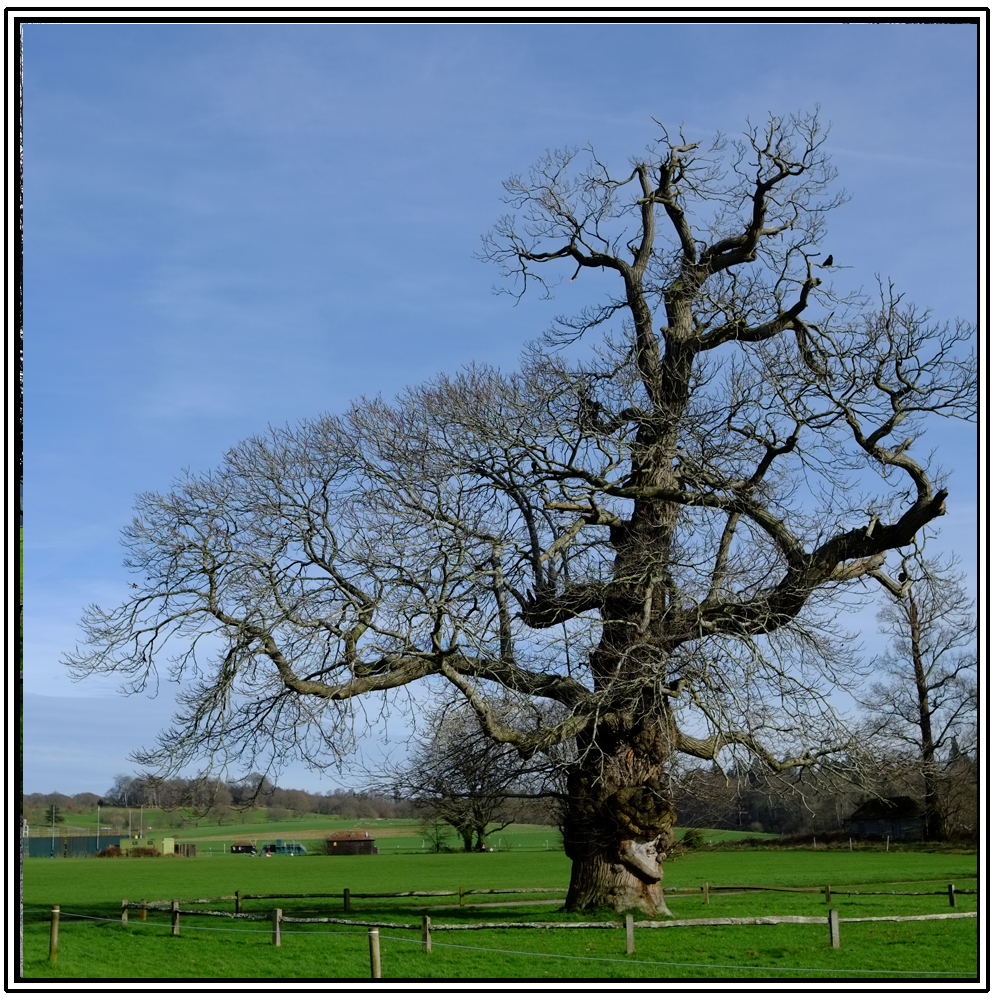 Cowdray Ruins, Easebourne, 