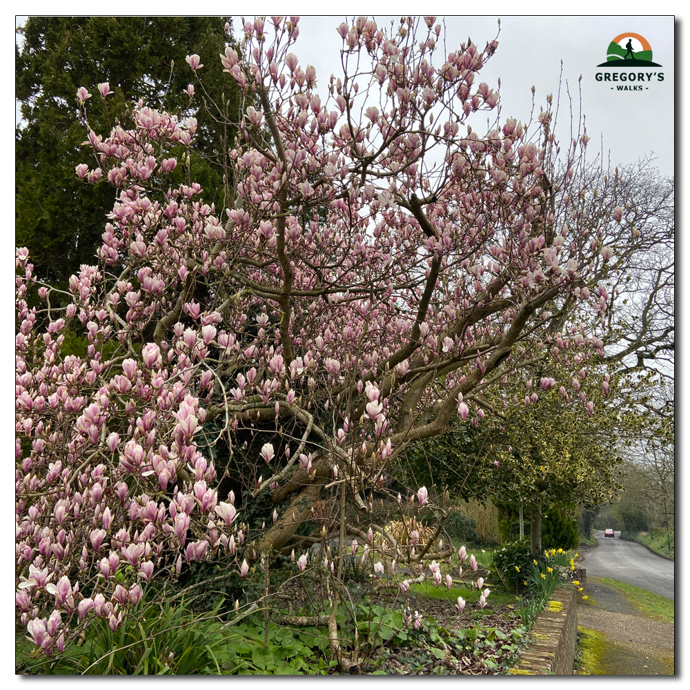 Magnificent Magnolias, Magnificent Magnolia