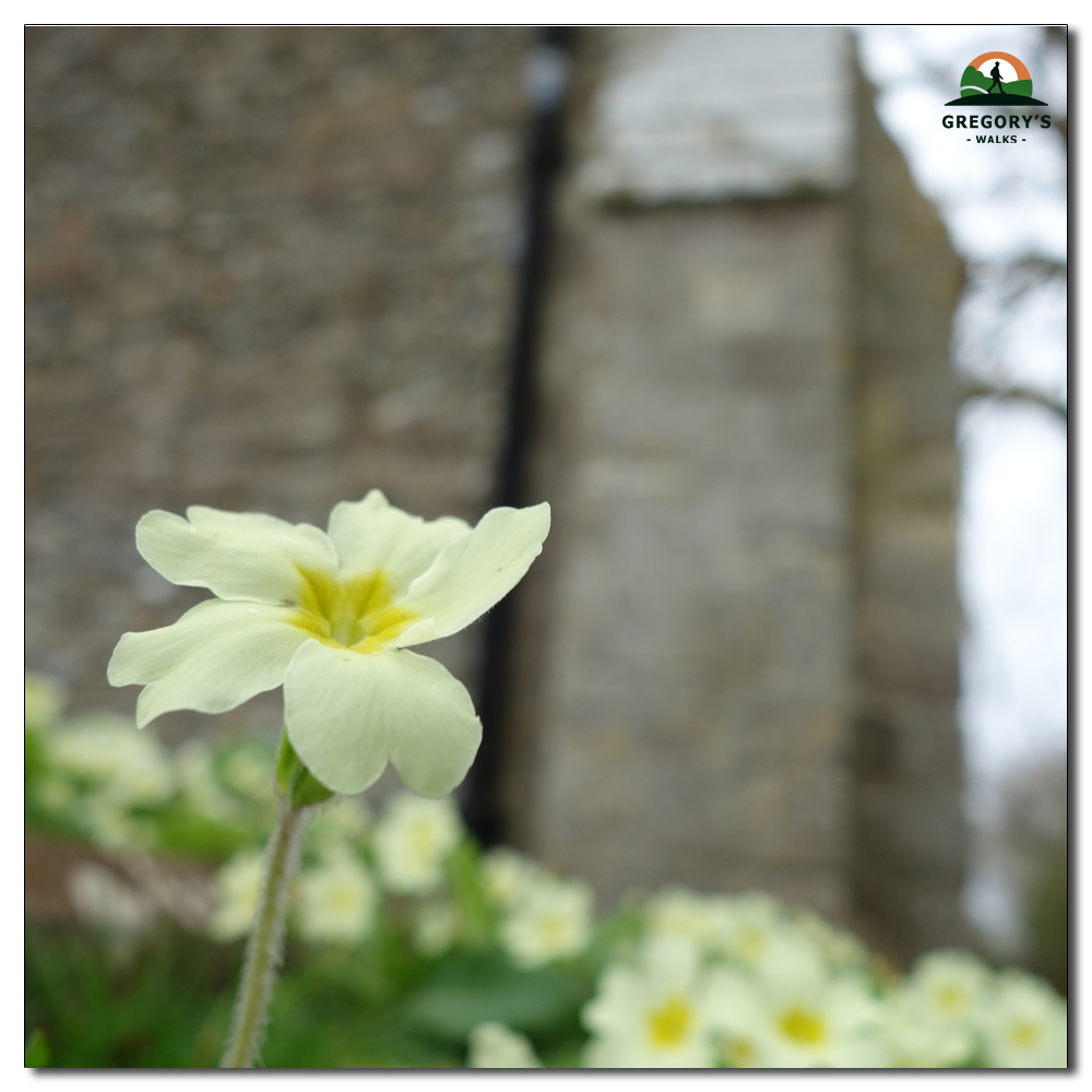 Protecting the crop, Primrose