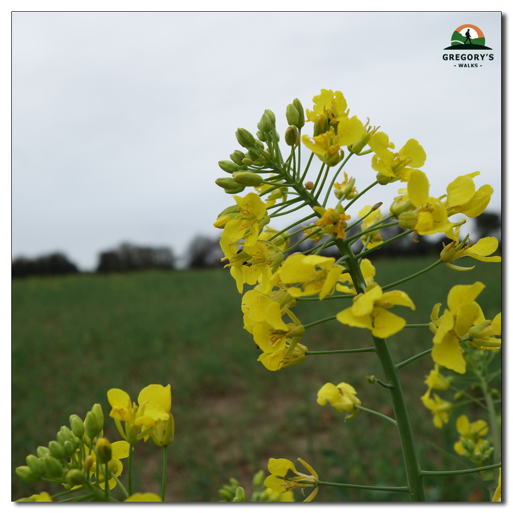 Protecting the crop, 