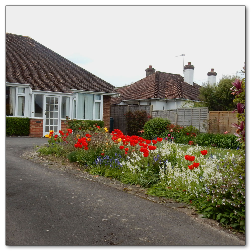 Fields Prepared, Tulips are out