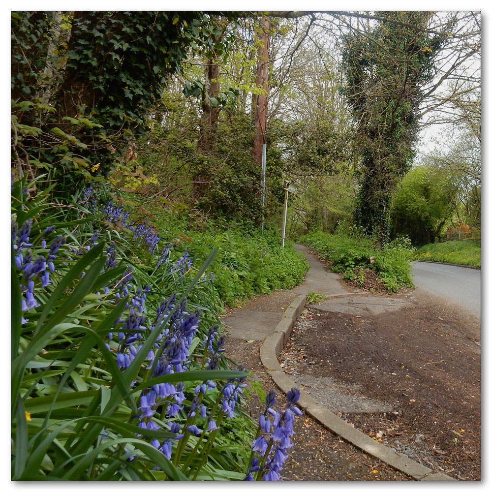 Fields Prepared, Roadside bluebells