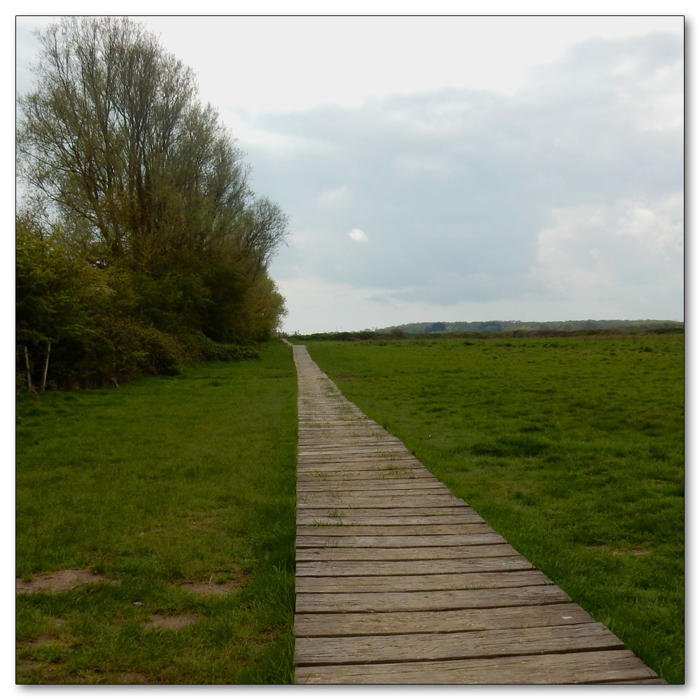 Fields Prepared, Path number 555 - Fishbourne CP