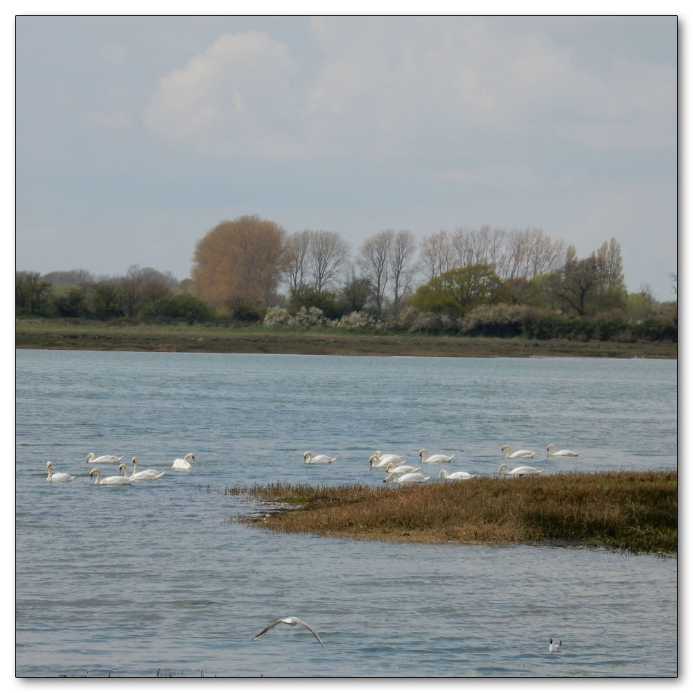 Fields Prepared, Swans on the Fishbourne Channel