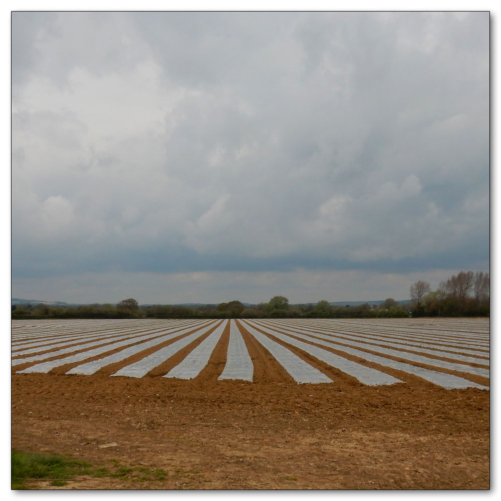 Fields Prepared, Fields prepared for the sun