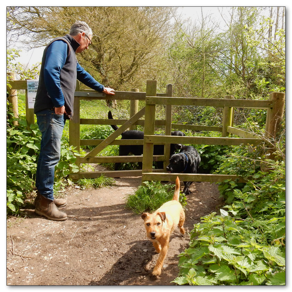 Fields Prepared, Path number 178 dogs in a rush