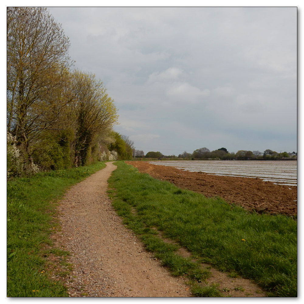 Fields Prepared, Path Number 179, Saltern Way