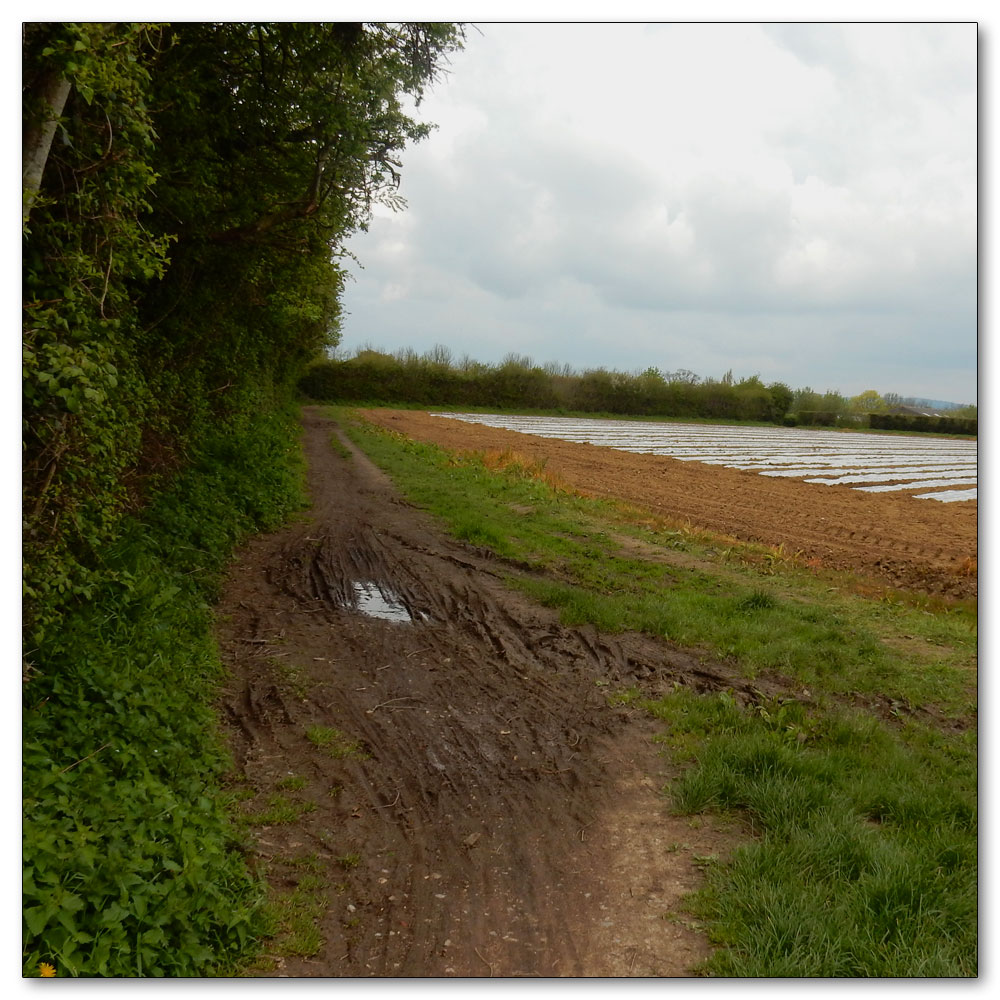 Fields Prepared, The paths are drying out