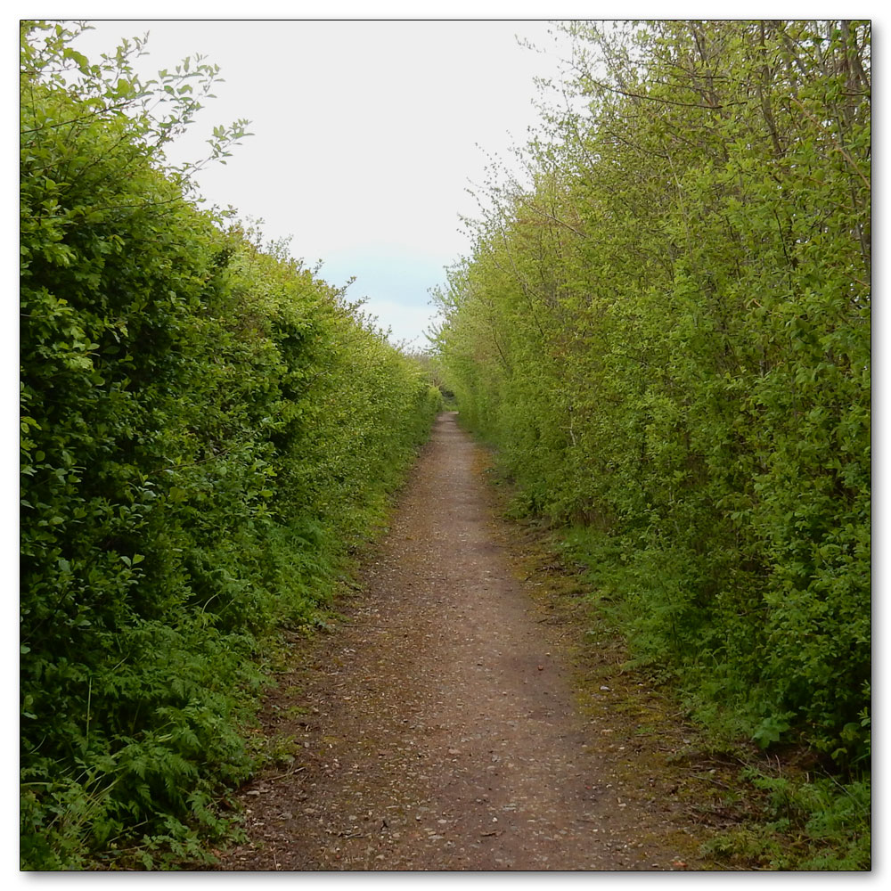 Fields Prepared, The corridor to the caf