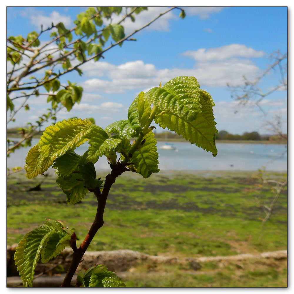 Fishbourne Channel, 