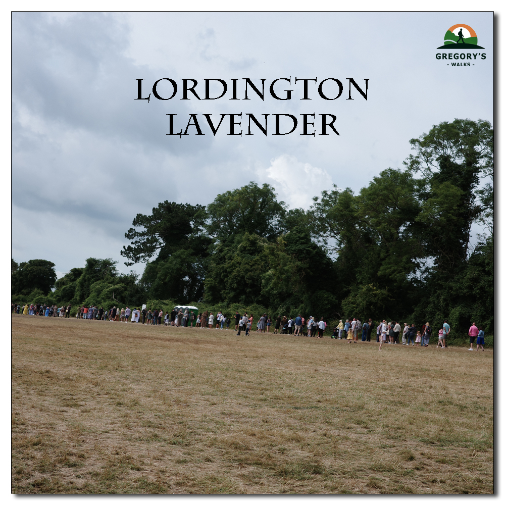 Lordington Lavender, 