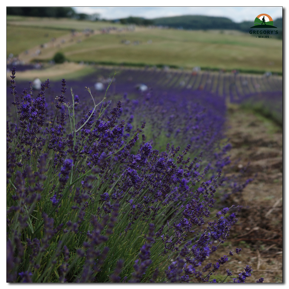 Lordington Lavender, 