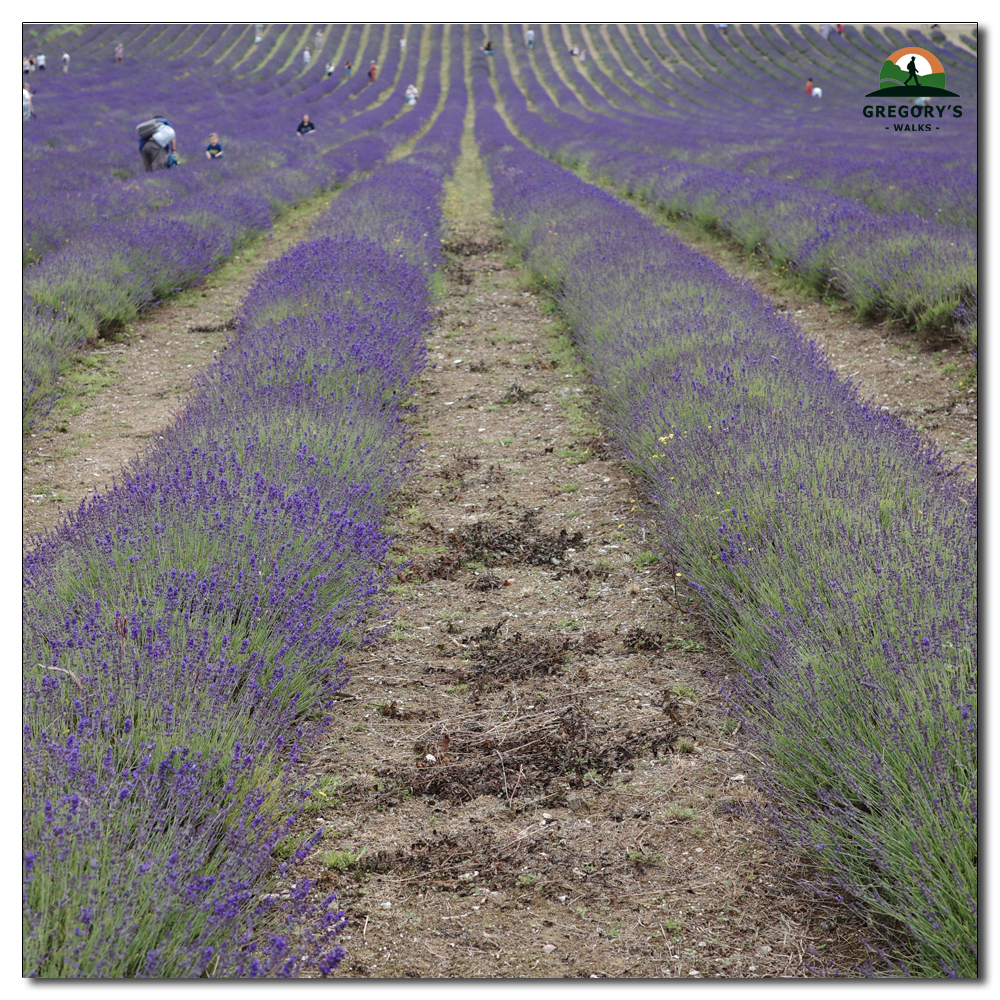 Lordington Lavender, 