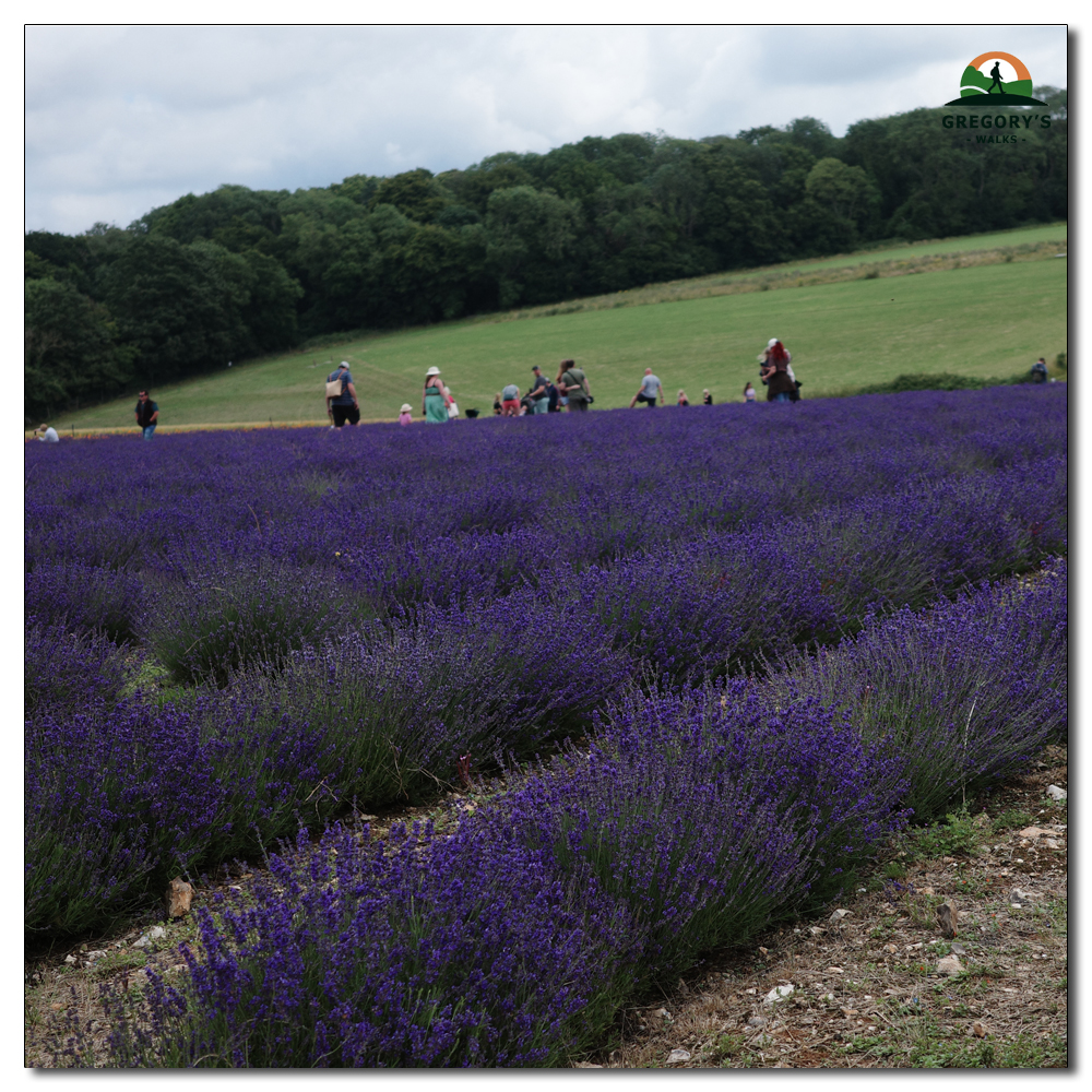 Lordington Lavender, 