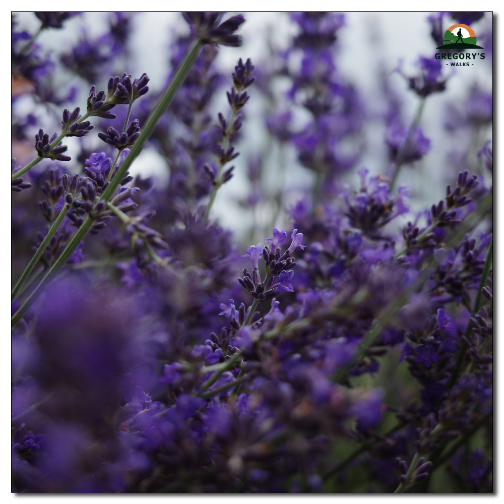 Lordington Lavender, 