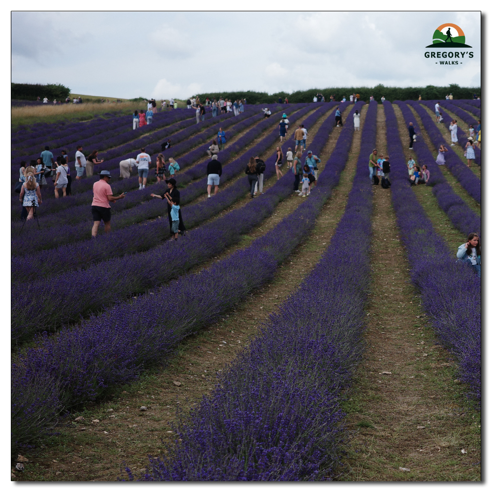 Lordington Lavender, 