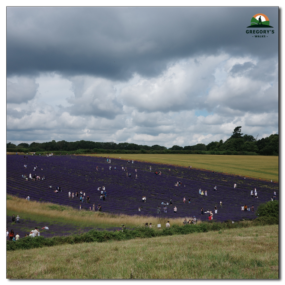 Lordington Lavender, 