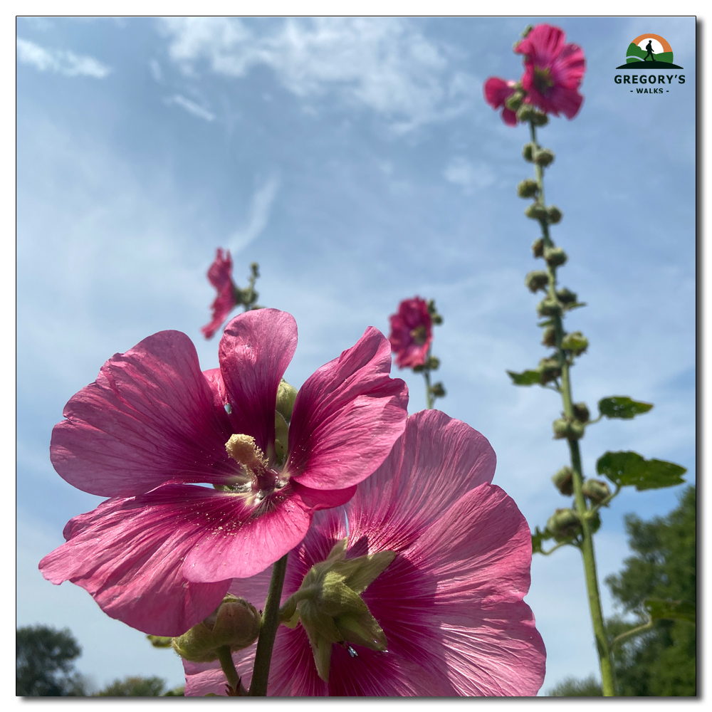 Hollyhocks (Alcea rosea), Alcea rosea, the common hollyhock