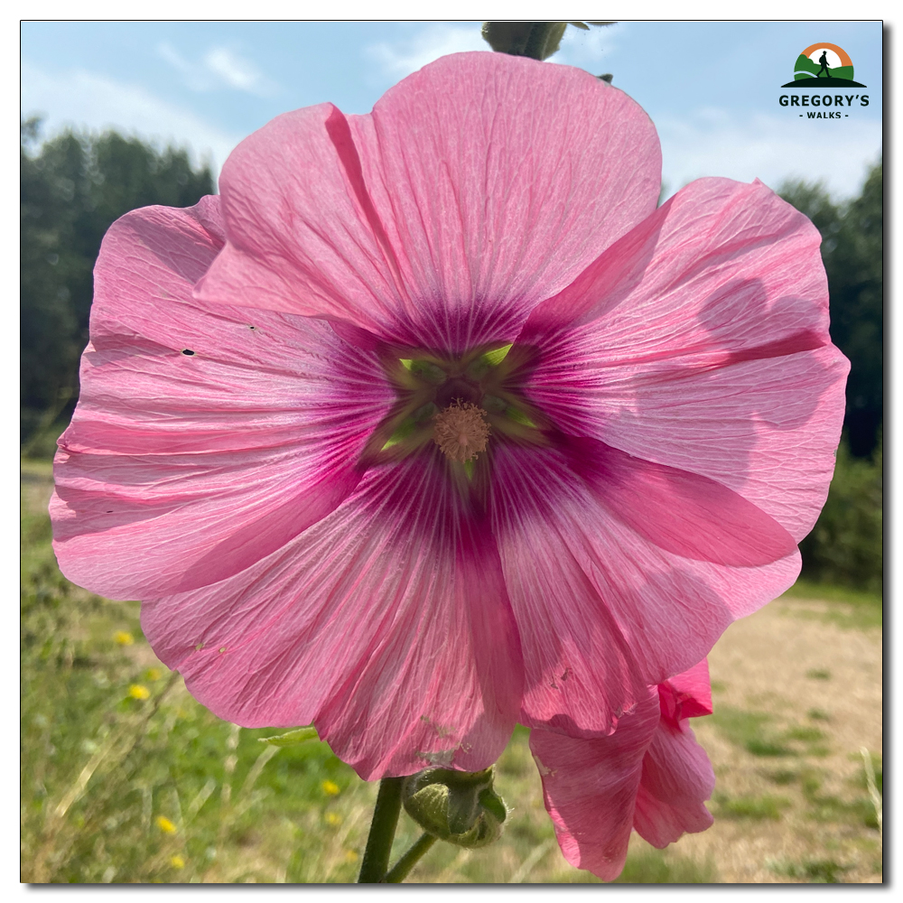 Hollyhocks (Alcea rosea), Alcea rosea, the common hollyhock