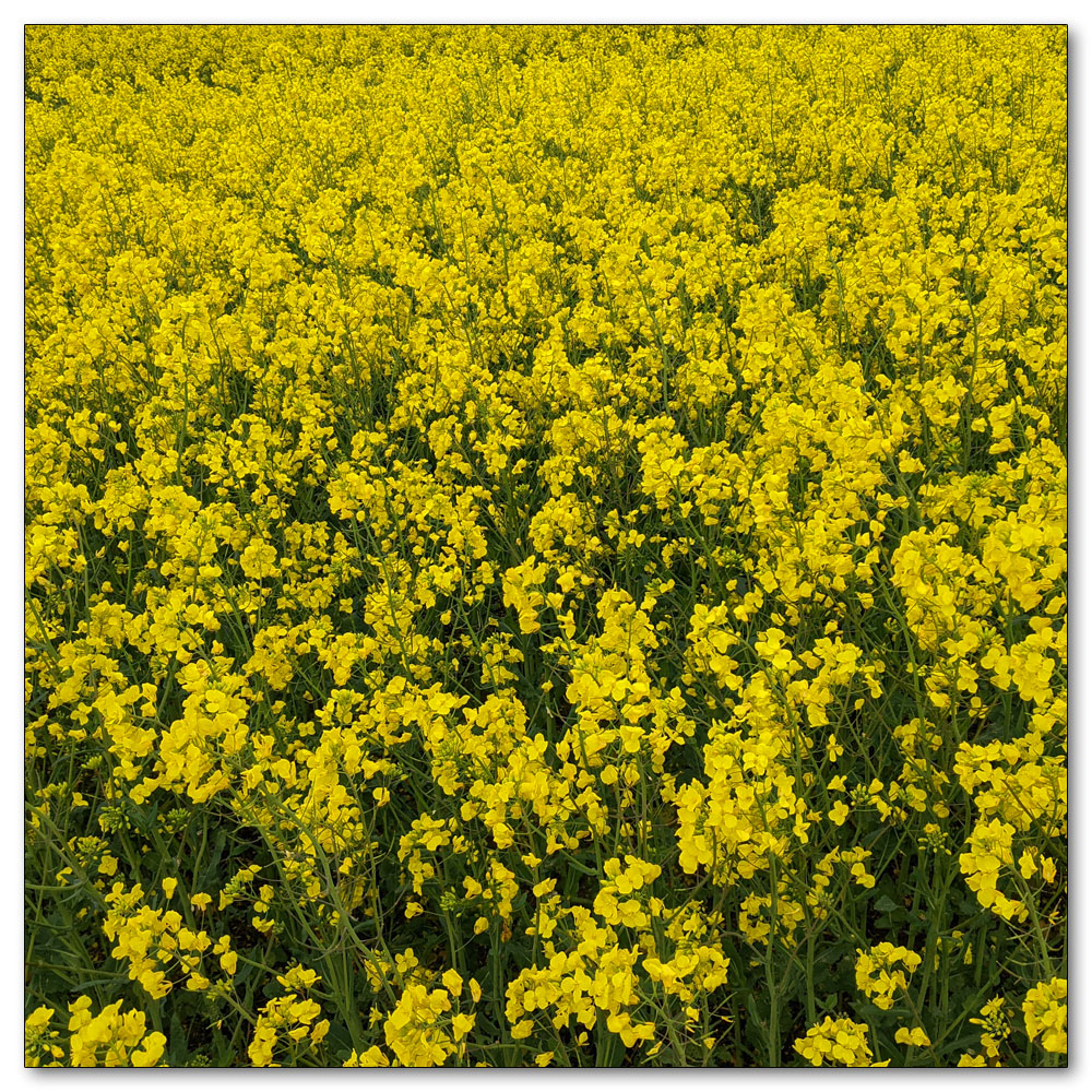 Around Apuldram Airfield, Oilseed rape