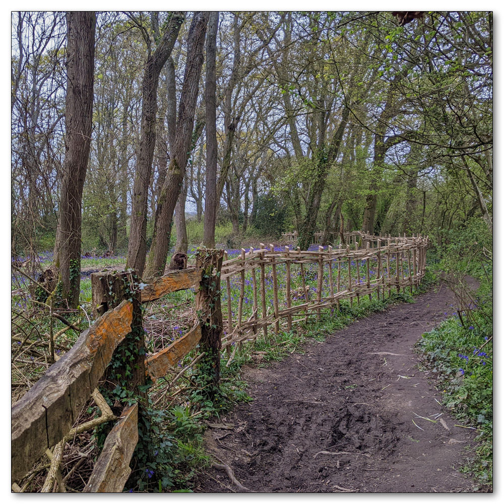 Around Apuldram Airfield, Salterns Copse