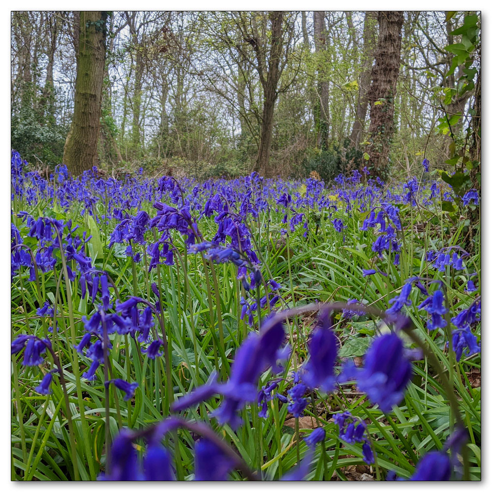 Around Apuldram Airfield, Salterns Copse  bluebells