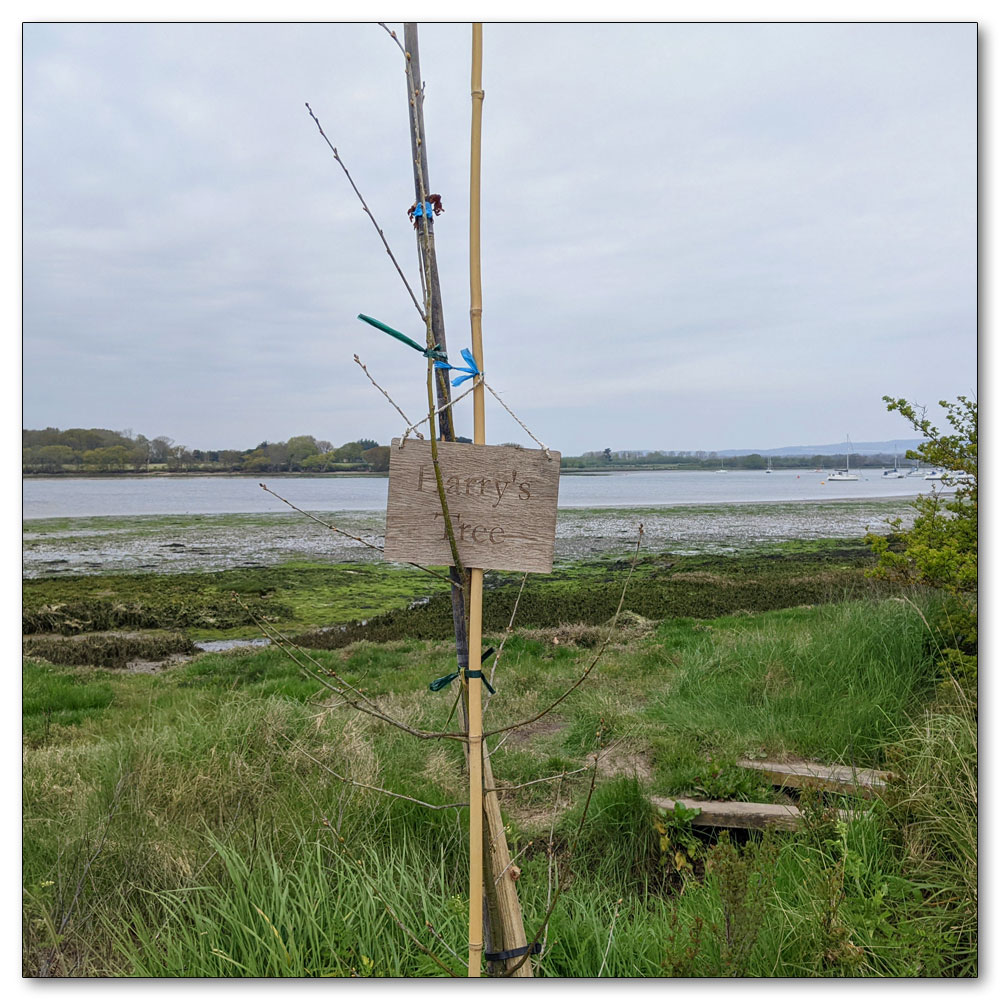 Around Apuldram Airfield, Harry's Tree