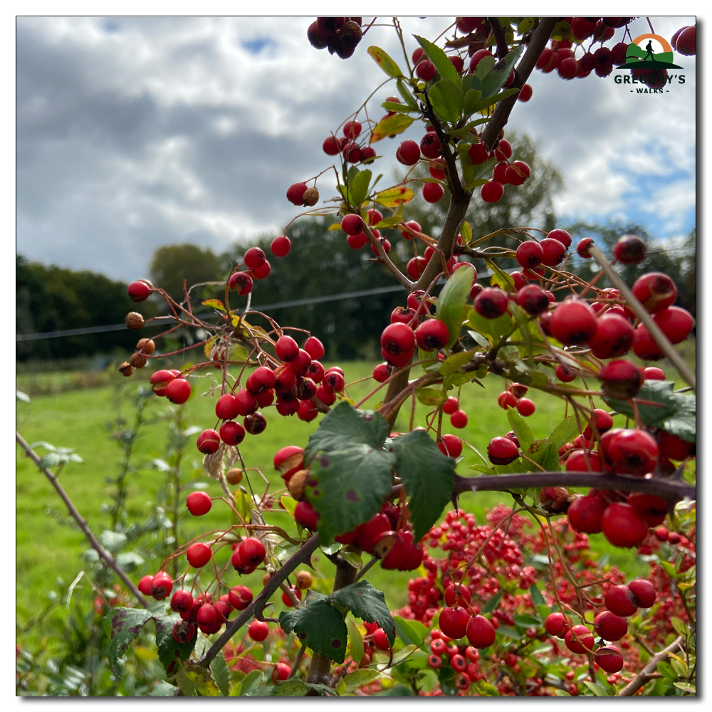 A Season for Wellies, 