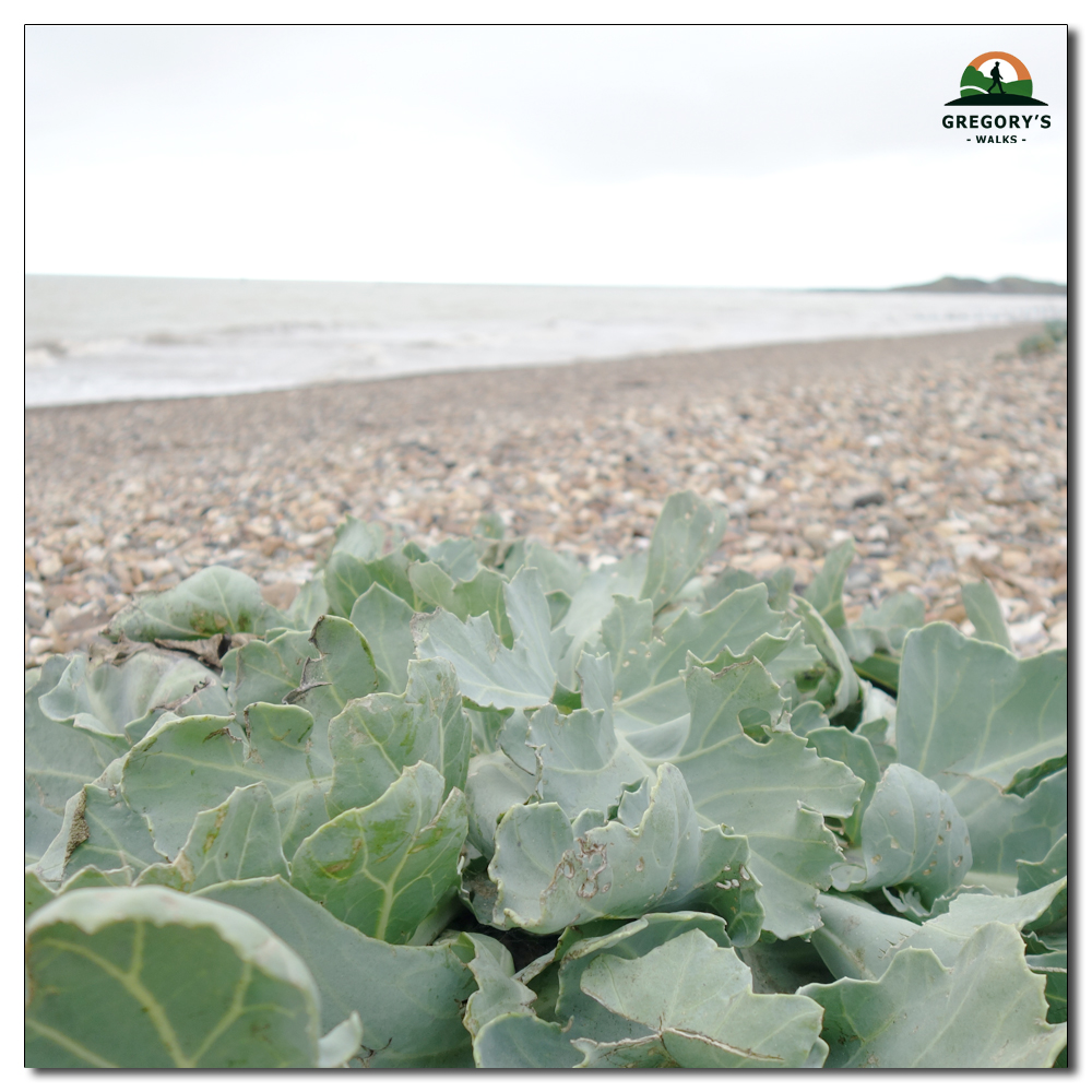 Littlehampton Prom, 