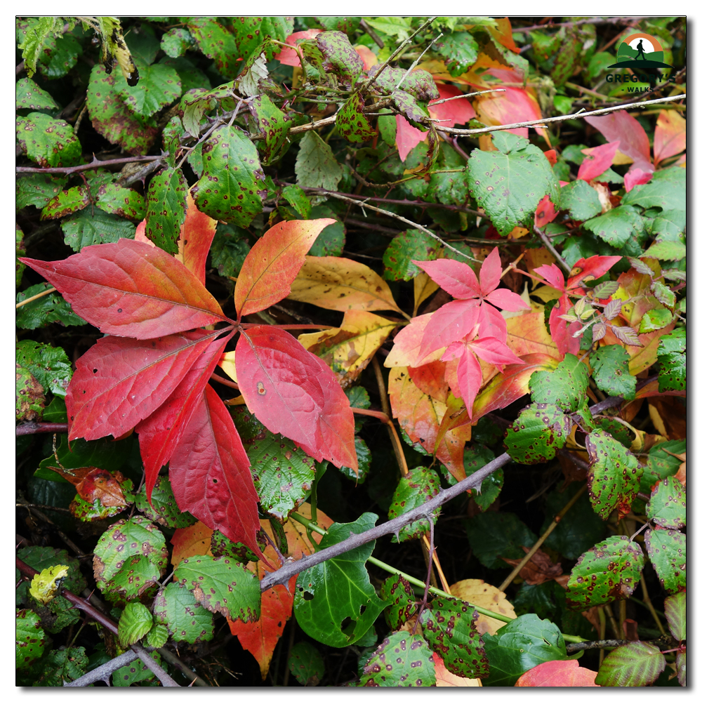 Autumn Colours, 