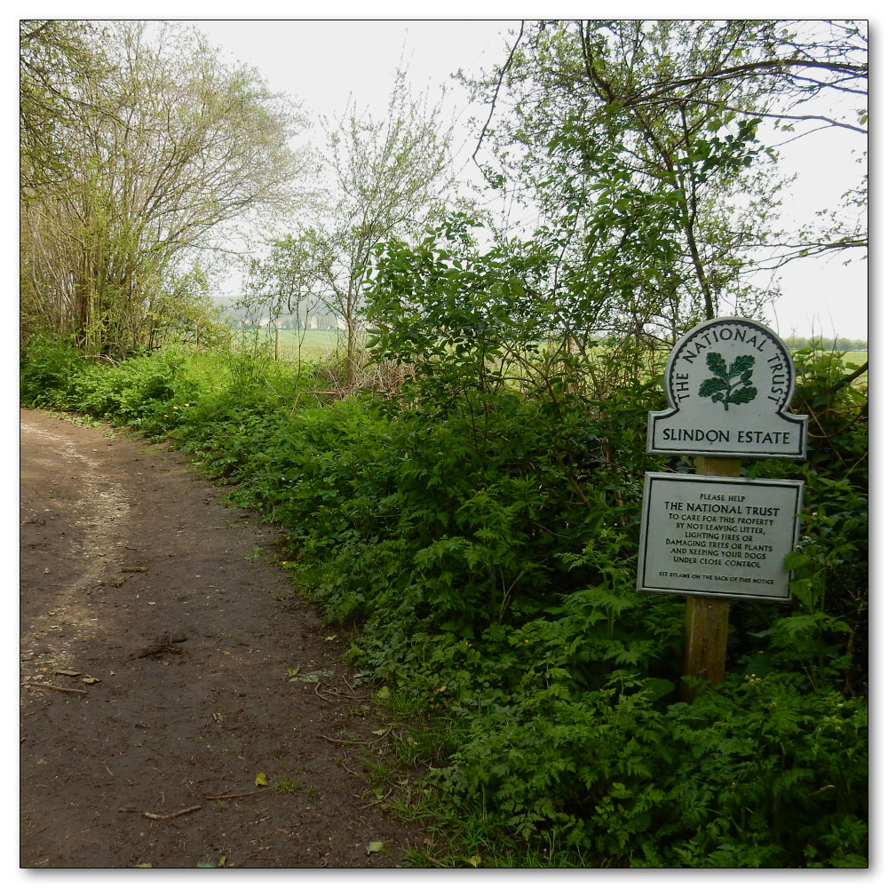 Bluebells in Nore Woods, Start of the Path to Nore Woods