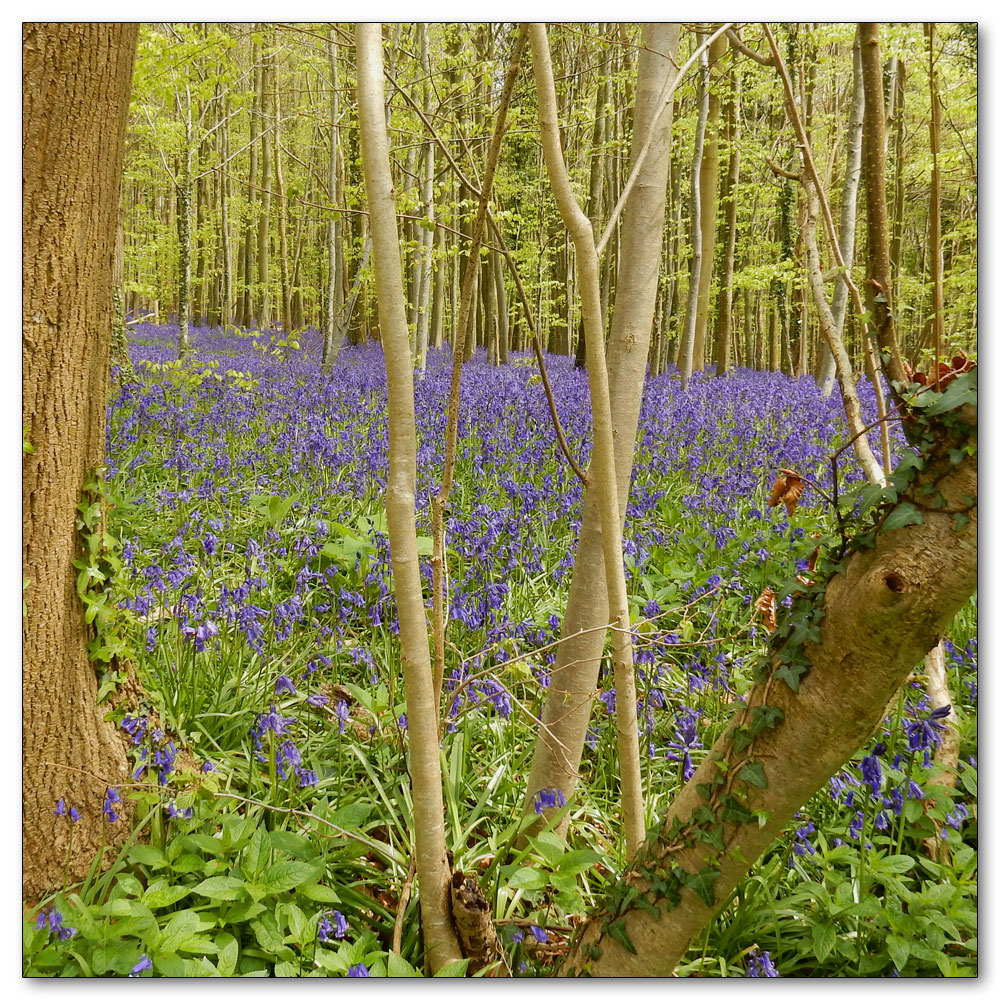 Bluebells in Nore Woods, 