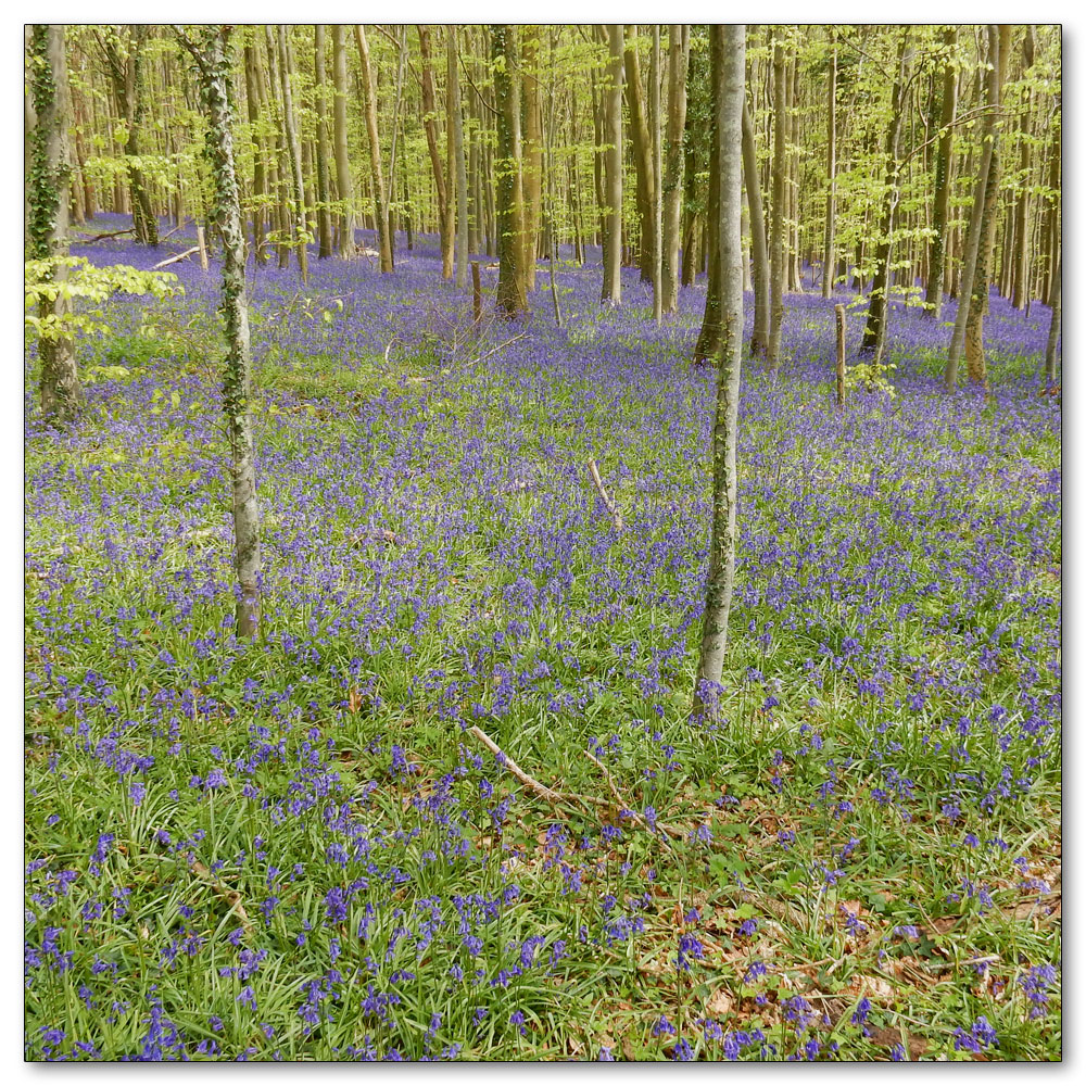 Bluebells in Nore Woods, 