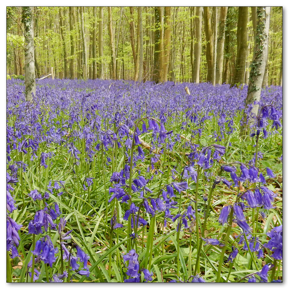 Bluebells in Nore Woods, 